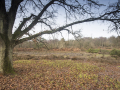 witley common_9725