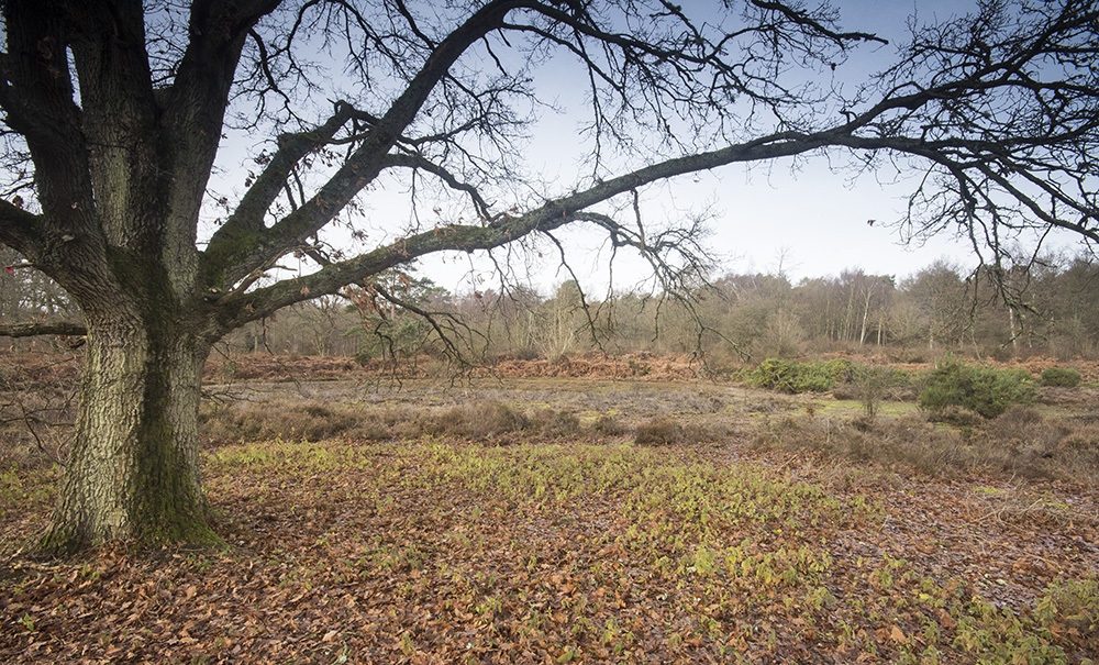 witley common_9725